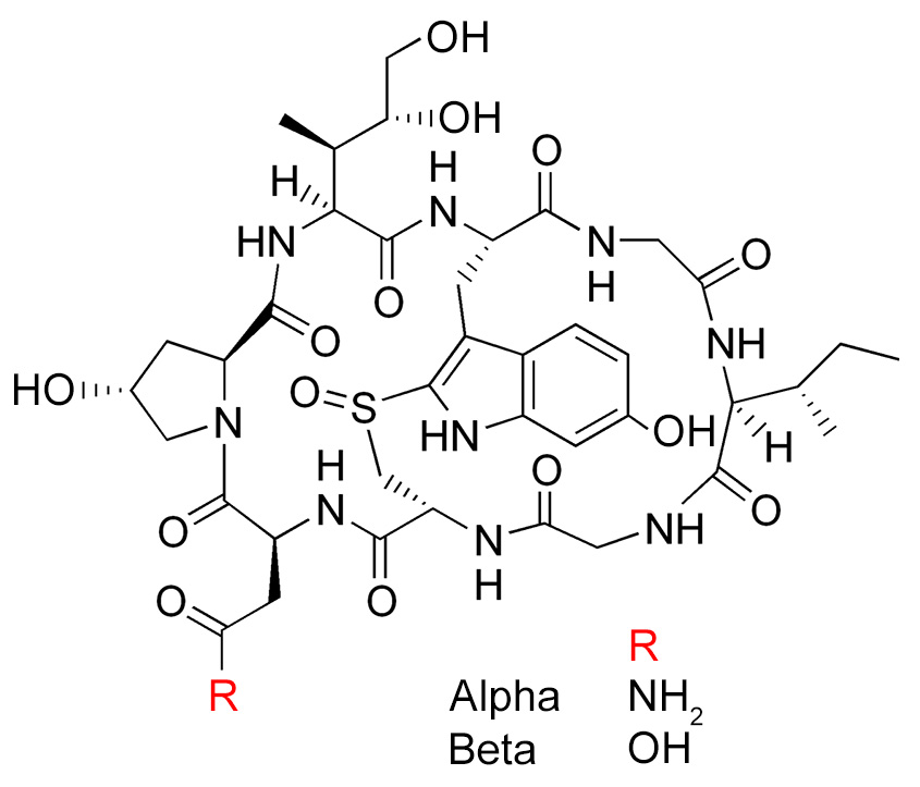 Structure of alpha- and beta-Amanitin