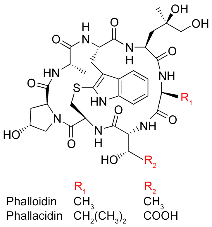 Structure of Phalloidin and Phallacidin
